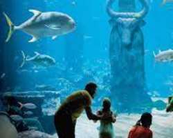 It also features Atlantis marine habitat. It has over 50000 fishes are available belonging to 250 different species. The visitors can also have a look